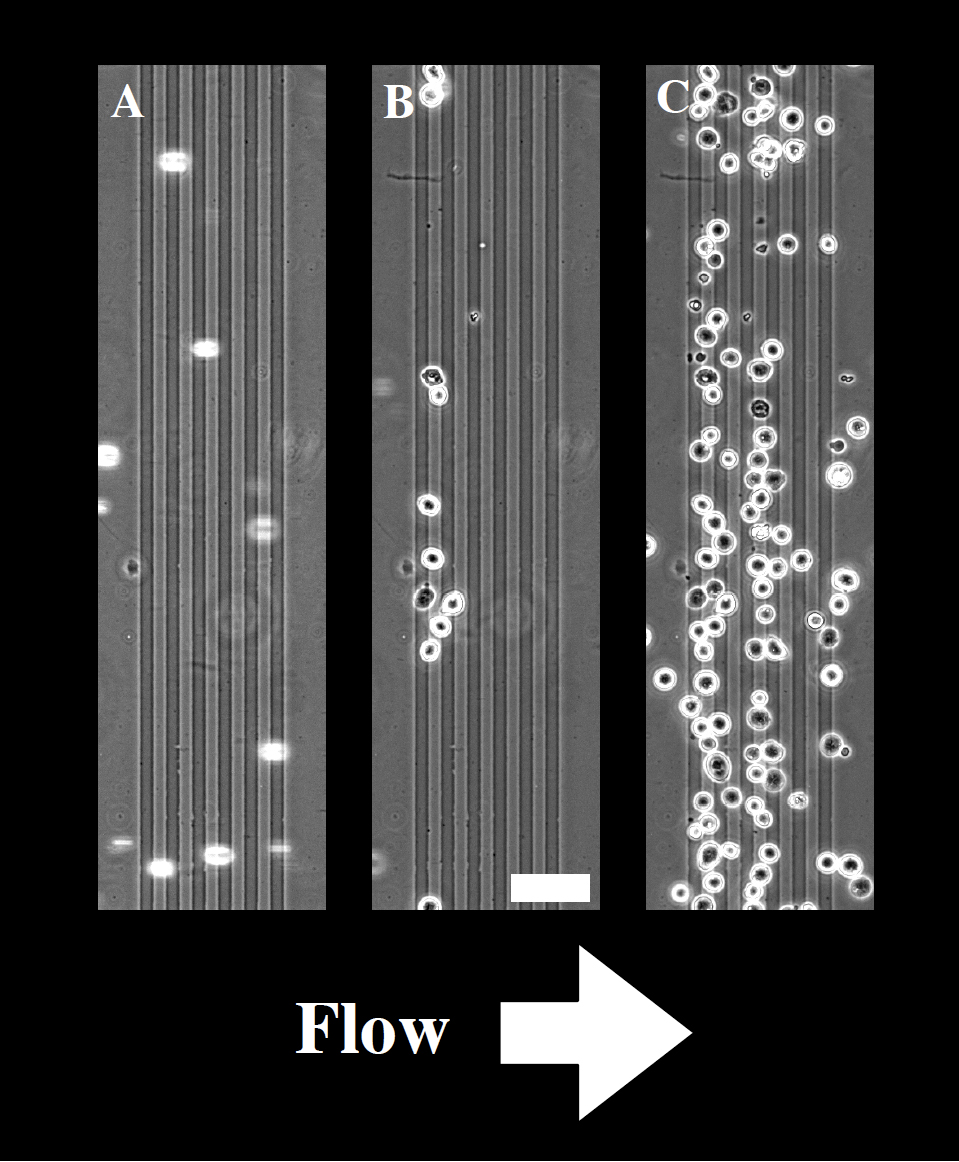 Cell Capture Method; Medical Research (6