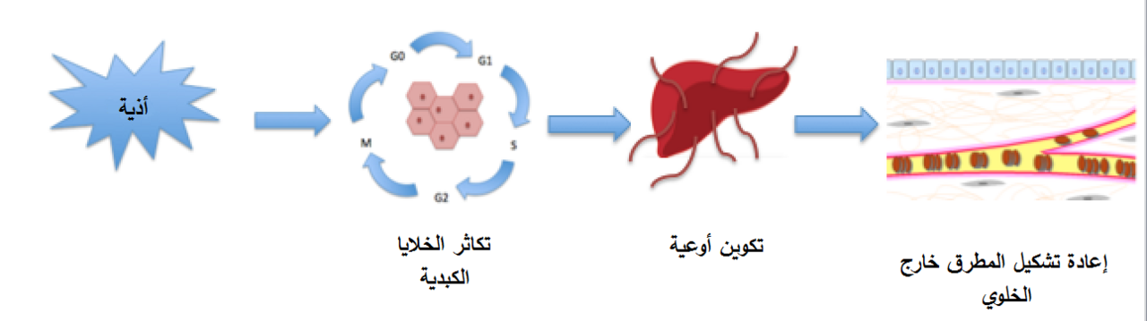 Liver regeneration-ar