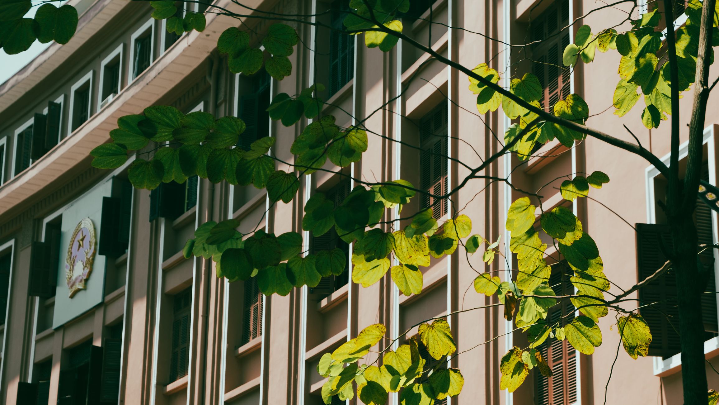 A vibrant urban cityscape featuring green leaves against a government building facade.