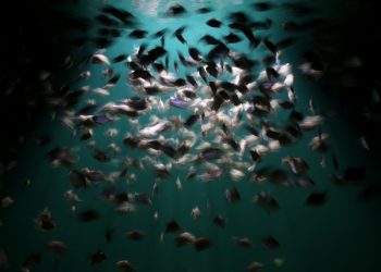 Dynamic capture of a school of fish swimming in harmony under spotlight in dark water.