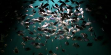Dynamic capture of a school of fish swimming in harmony under spotlight in dark water.