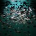 Dynamic capture of a school of fish swimming in harmony under spotlight in dark water.