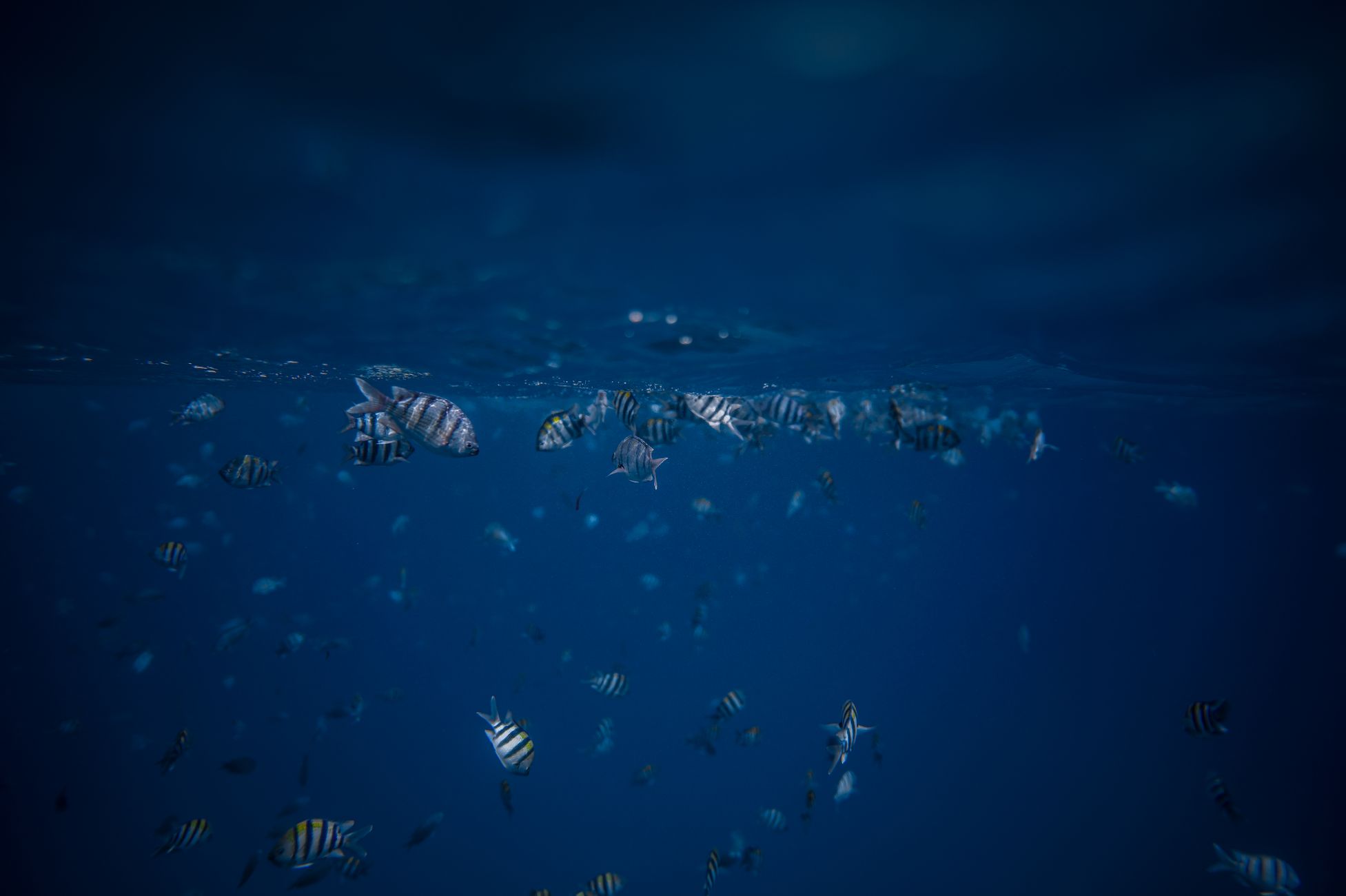 Captivating view of striped fish swimming below the ocean surface in a tranquil underwater setting.