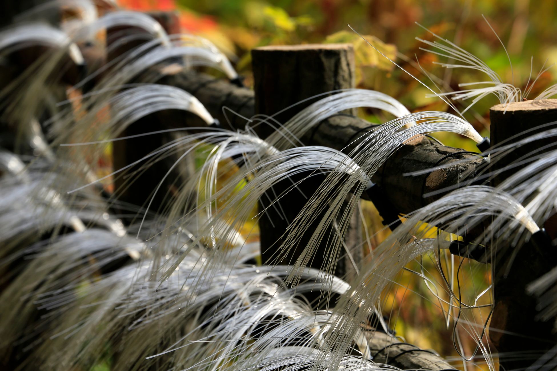 Artistic close-up of fiber optic strands woven through wooden fence outdoors.