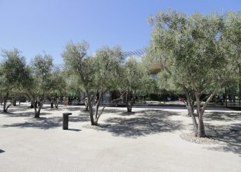 Olive trees in a sunny park with a modern building.