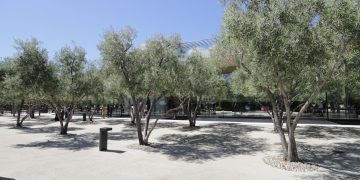 Olive trees in a sunny park with a modern building.