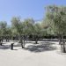 Olive trees in a sunny park with a modern building.