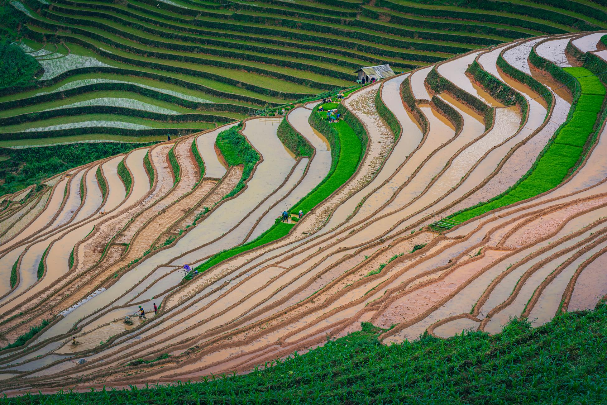 Beautiful aerial view of rice terraces with vibrant green and flooded fields.