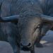 Close-up of a bronze bull statue outdoors, showcasing its powerful horns and detailed craftsmanship.