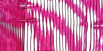 Close-up of a stained plant stem section, showcasing cellular structure under a microscope.