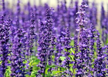 A stunning field of vibrant lavender flowers in full bloom under the daylight.