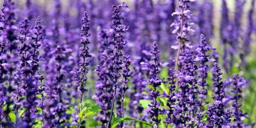A stunning field of vibrant lavender flowers in full bloom under the daylight.