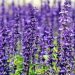A stunning field of vibrant lavender flowers in full bloom under the daylight.