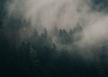 A serene view of mist enveloping a dense forest, creating a mysterious and calm atmosphere.
