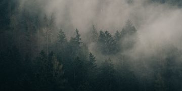A serene view of mist enveloping a dense forest, creating a mysterious and calm atmosphere.