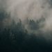 A serene view of mist enveloping a dense forest, creating a mysterious and calm atmosphere.