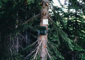 A forest camera is mounted on a tree in Jasper, Canada, surrounded by lush greenery.