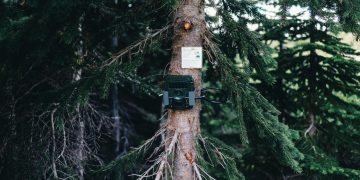 A forest camera is mounted on a tree in Jasper, Canada, surrounded by lush greenery.