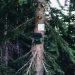 A forest camera is mounted on a tree in Jasper, Canada, surrounded by lush greenery.