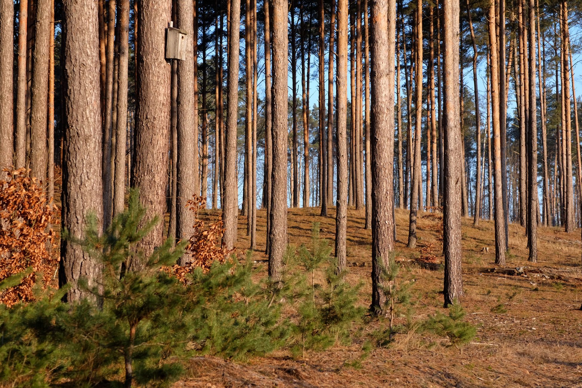 A serene pine forest with sunlight filtering through tall trees, creating a tranquil atmosphere.