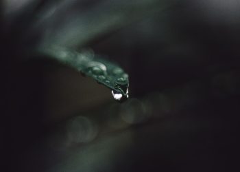 A macro photograph capturing a single water droplet on the tip of a leaf, showcasing nature's delicate details.
