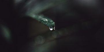 A macro photograph capturing a single water droplet on the tip of a leaf, showcasing nature's delicate details.