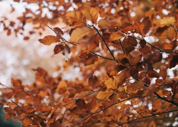Captivating image of vibrant autumn leaves on branches showcasing the beauty of fall.