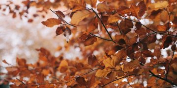Captivating image of vibrant autumn leaves on branches showcasing the beauty of fall.