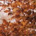 Captivating image of vibrant autumn leaves on branches showcasing the beauty of fall.