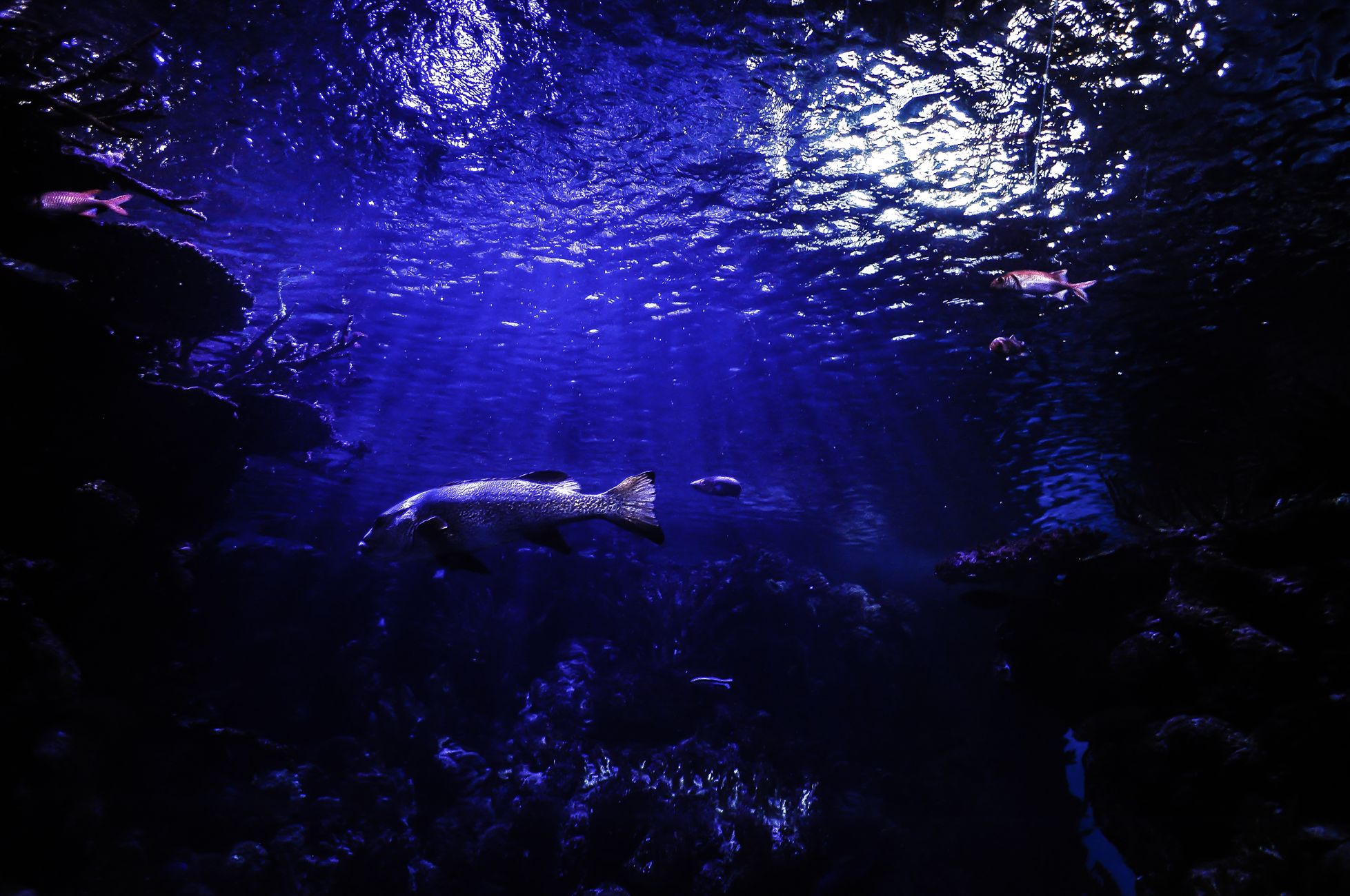 A serene underwater scene with fish silhouettes swimming in deep blue water.