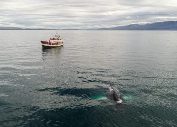 Traditional oak fishing boat with tourists floating in sea during whale watching tour in Iceland