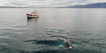 Traditional oak fishing boat with tourists floating in sea during whale watching tour in Iceland