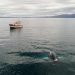 Traditional oak fishing boat with tourists floating in sea during whale watching tour in Iceland