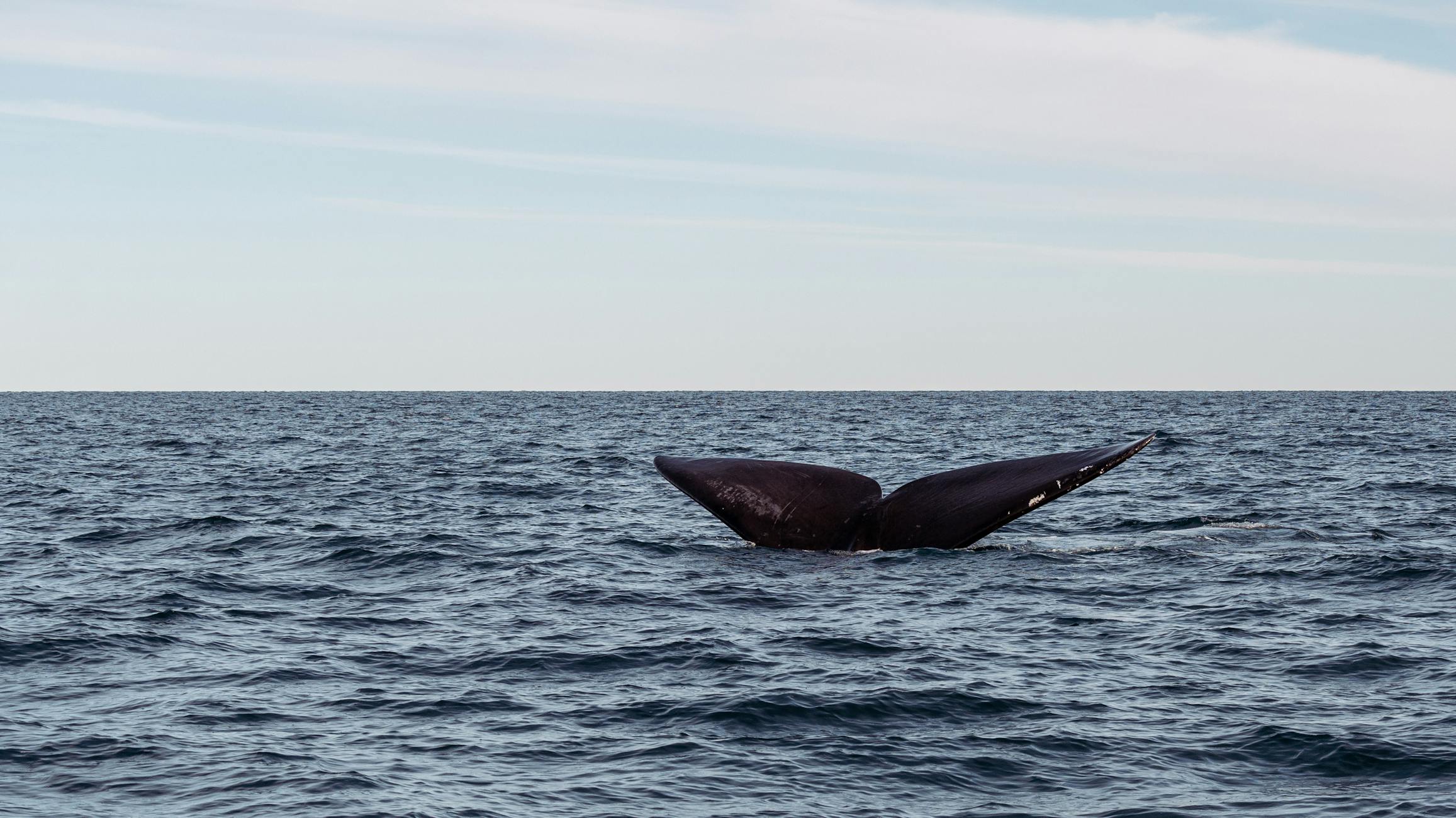 A whale tail gracefully rising from the ocean, showcasing marine beauty and wildlife.