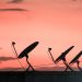 A row of satellite dishes silhouetted against a vibrant orange sunset sky on a rooftop.