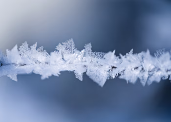 Detailed macro shot of delicate frost on a branch, capturing winter's beauty.