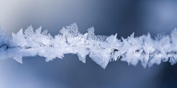 Detailed macro shot of delicate frost on a branch, capturing winter's beauty.