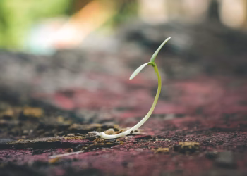 A delicate seedling sprouting from the soil symbolizes growth and new beginnings.