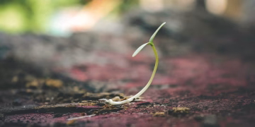 A delicate seedling sprouting from the soil symbolizes growth and new beginnings.