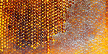Detailed view of a honeycomb filled with golden honey, showcasing its intricate hexagonal pattern.