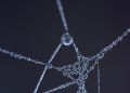 Close-up shot of a spider web with glistening water droplets, creating an artistic and abstract appearance.