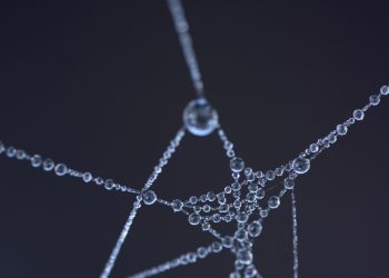 Close-up shot of a spider web with glistening water droplets, creating an artistic and abstract appearance.