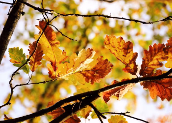 Colorful autumn leaves on tree branches against a bright sky, capturing the essence of fall.