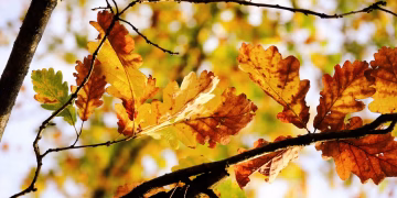 Colorful autumn leaves on tree branches against a bright sky, capturing the essence of fall.