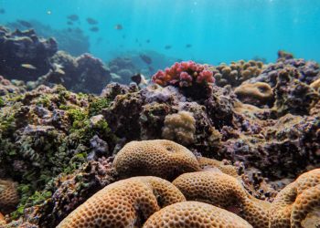 Colorful coral reef with vibrant marine life in an underwater ecosystem.