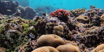 Colorful coral reef with vibrant marine life in an underwater ecosystem.