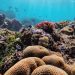 Colorful coral reef with vibrant marine life in an underwater ecosystem.
