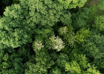 Aerial view of a vibrant forest canopy showcasing dense green foliage in summer.