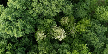 Aerial view of a vibrant forest canopy showcasing dense green foliage in summer.