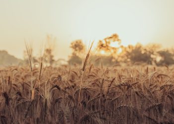 A serene scene of a wheat field at sunset with golden hues capturing the essence of nature.